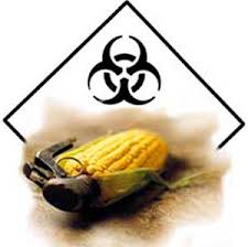Toxic corn